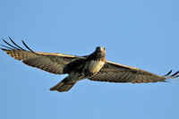 Sepulveda Basin